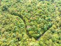 Cliff Bramble- Ellijay land