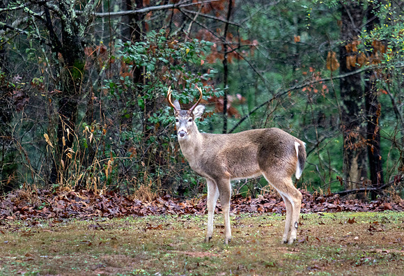 White Tailed buck in my yard