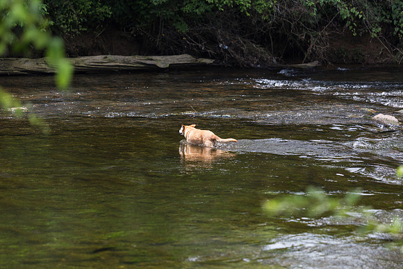 Toccoa river right below the dam