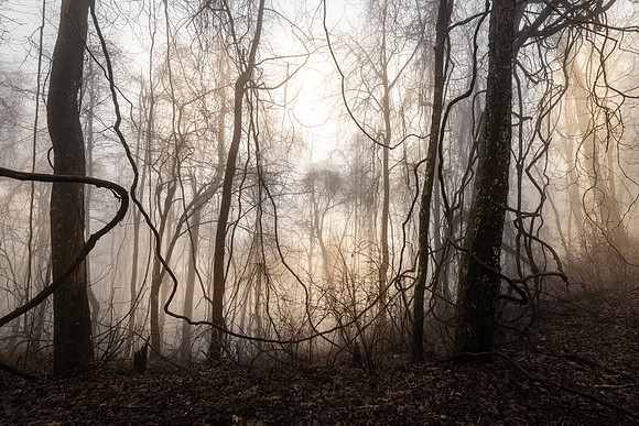 Sunset in the fog